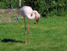 Lesser Flamingo (WWT Slimbridge May 2012) - pic by Nigel Key